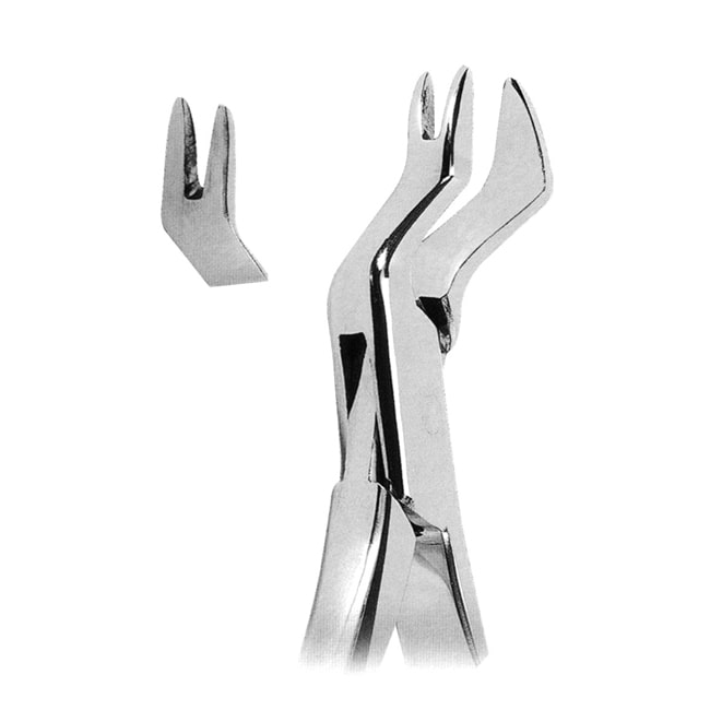 Extracting Forceps American Pattern Extracting Forceps American Pattern